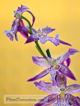 ORCHIDS-15
