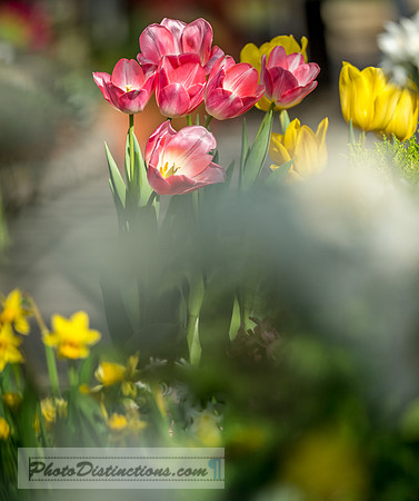 ORCHIDS