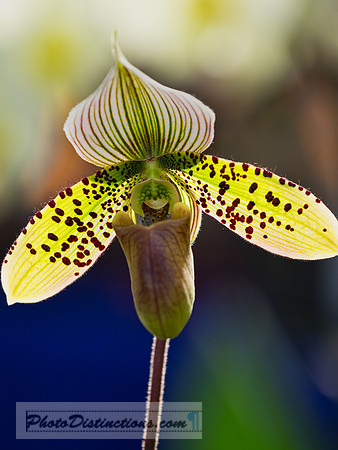 ORCHIDS-16