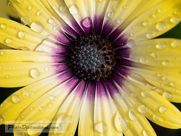 FLOWERS-45