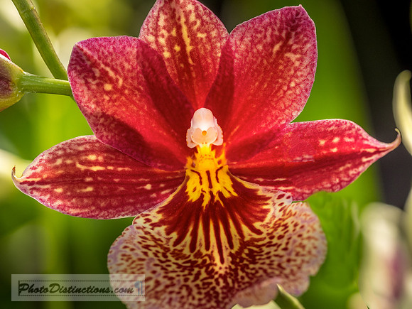 ORCHIDS-14