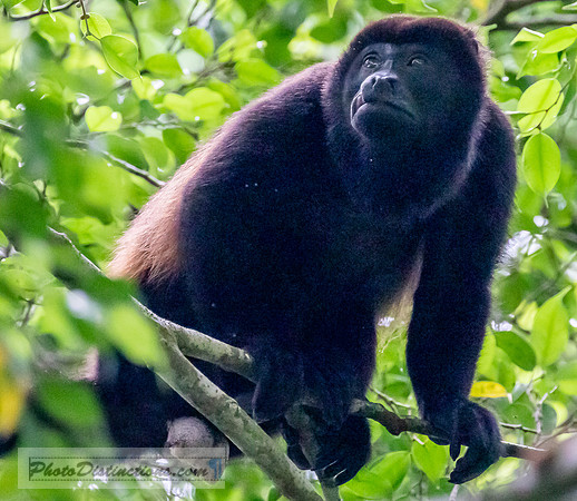 4624.3 howler (1 of 1)