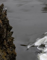 1878.2 Fundy bird.jpg