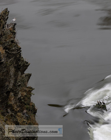1878.2 Fundy bird.jpg