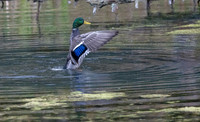 2095.2 duck