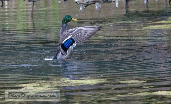 2095.2 duck