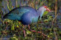 FLORIDA BIRDS