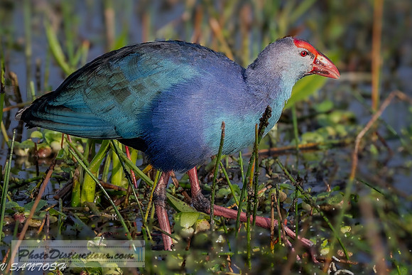 FLORIDA BIRDS---2