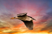 FLORIDA BIRDS---31
