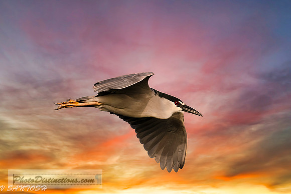 FLORIDA BIRDS---31