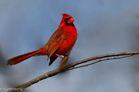 FLORIDA BIRDS---12