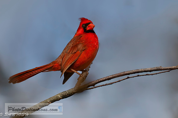 FLORIDA BIRDS---12