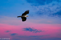 FLORIDA BIRDS---11