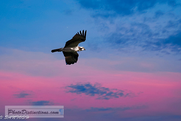 FLORIDA BIRDS---11