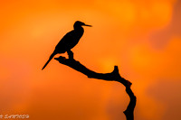 FLORIDA BIRDS---42