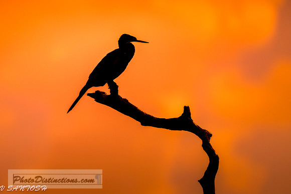 FLORIDA BIRDS---42