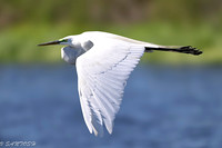 FLORIDA BIRDS---78