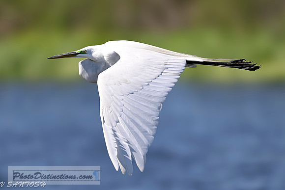 FLORIDA BIRDS---78