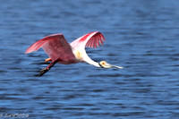 FLORIDA BIRDS---77
