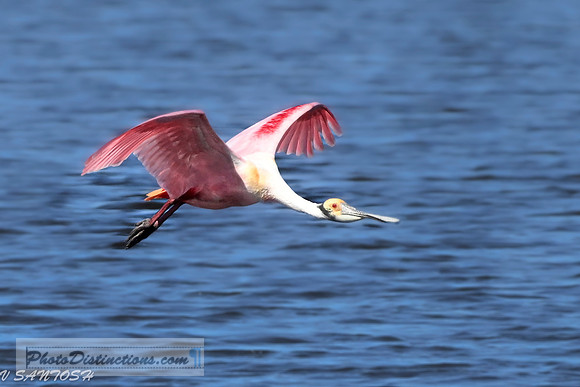 FLORIDA BIRDS---77