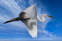 FLORIDA BIRDS---30
