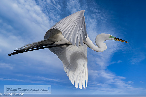 FLORIDA BIRDS---30