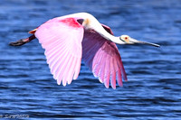 FLORIDA BIRDS---73