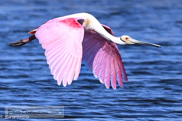 FLORIDA BIRDS---73