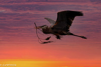 FLORIDA BIRDS---90