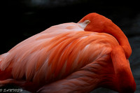 FLORIDA BIRDS---115