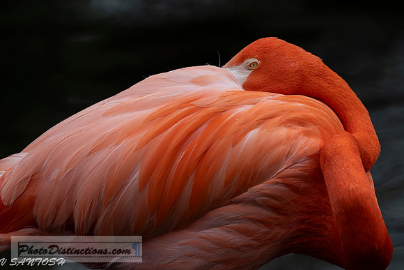 FLORIDA BIRDS---115