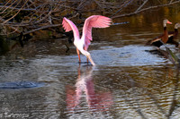 FLORIDA BIRDS---52