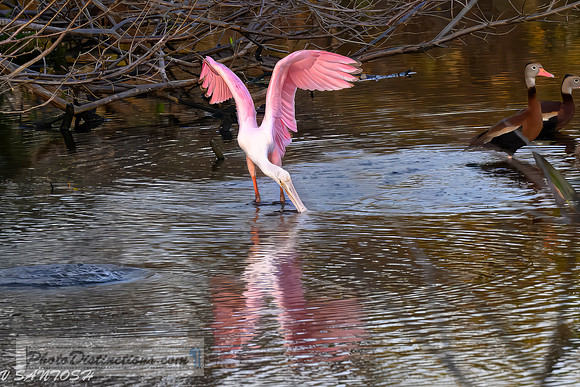 FLORIDA BIRDS---52