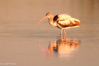 FLORIDA BIRDS---84