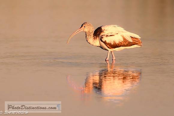 FLORIDA BIRDS---84
