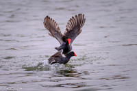 FLORIDA BIRDS---126