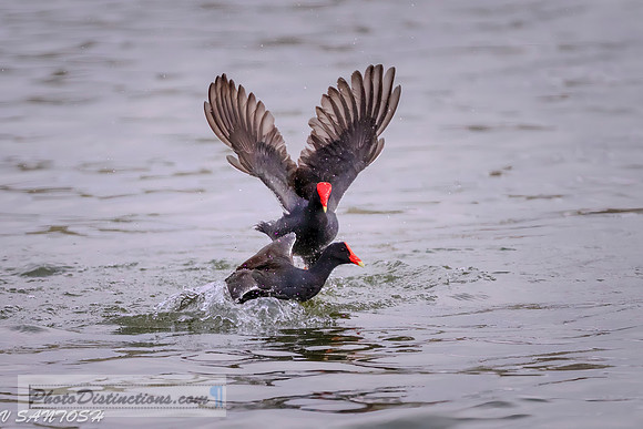FLORIDA BIRDS---126