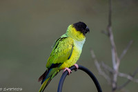 FLORIDA BIRDS--