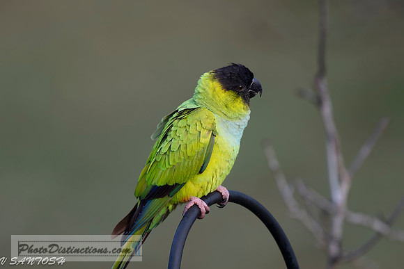 FLORIDA BIRDS--