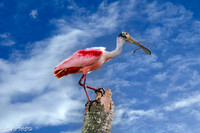 FLORIDA BIRDS---102