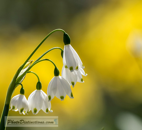 LEWIS GINTER-39