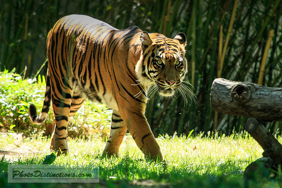 tiger 9703.3 (1 of 1)