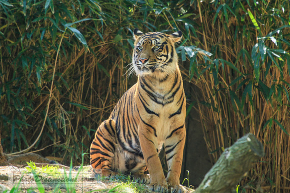 tiger 9676.3 (1 of 1)