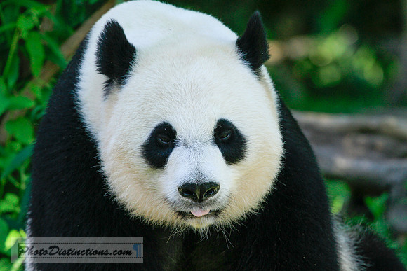 panda 9479.3 (1 of 1)