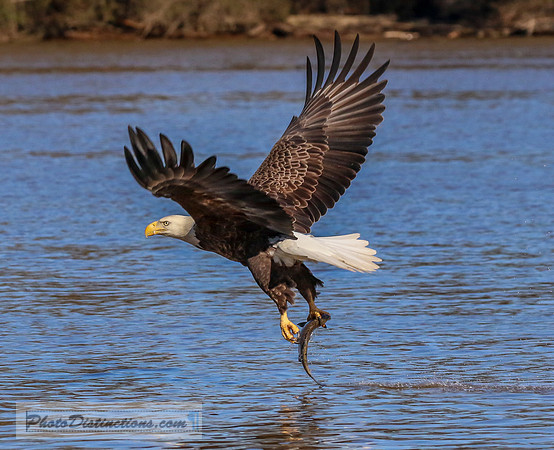 Eagle and fish 3903 (1 of 1)