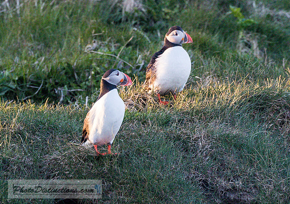 Dyrhólaey puffin 09634.e (1 of 1)