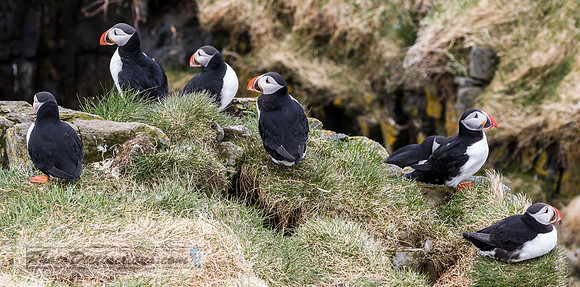 Puffin 7D 1986.e (1 of 1)