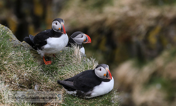 Puffin7D 1996.e (1 of 1)