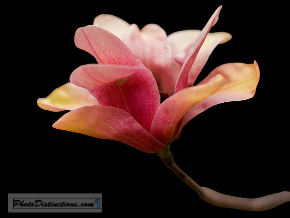 LEWIS GINTER-6
