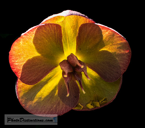 LEWIS GINTER-43